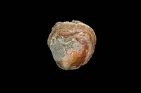 藏品(銀蛤)的圖片